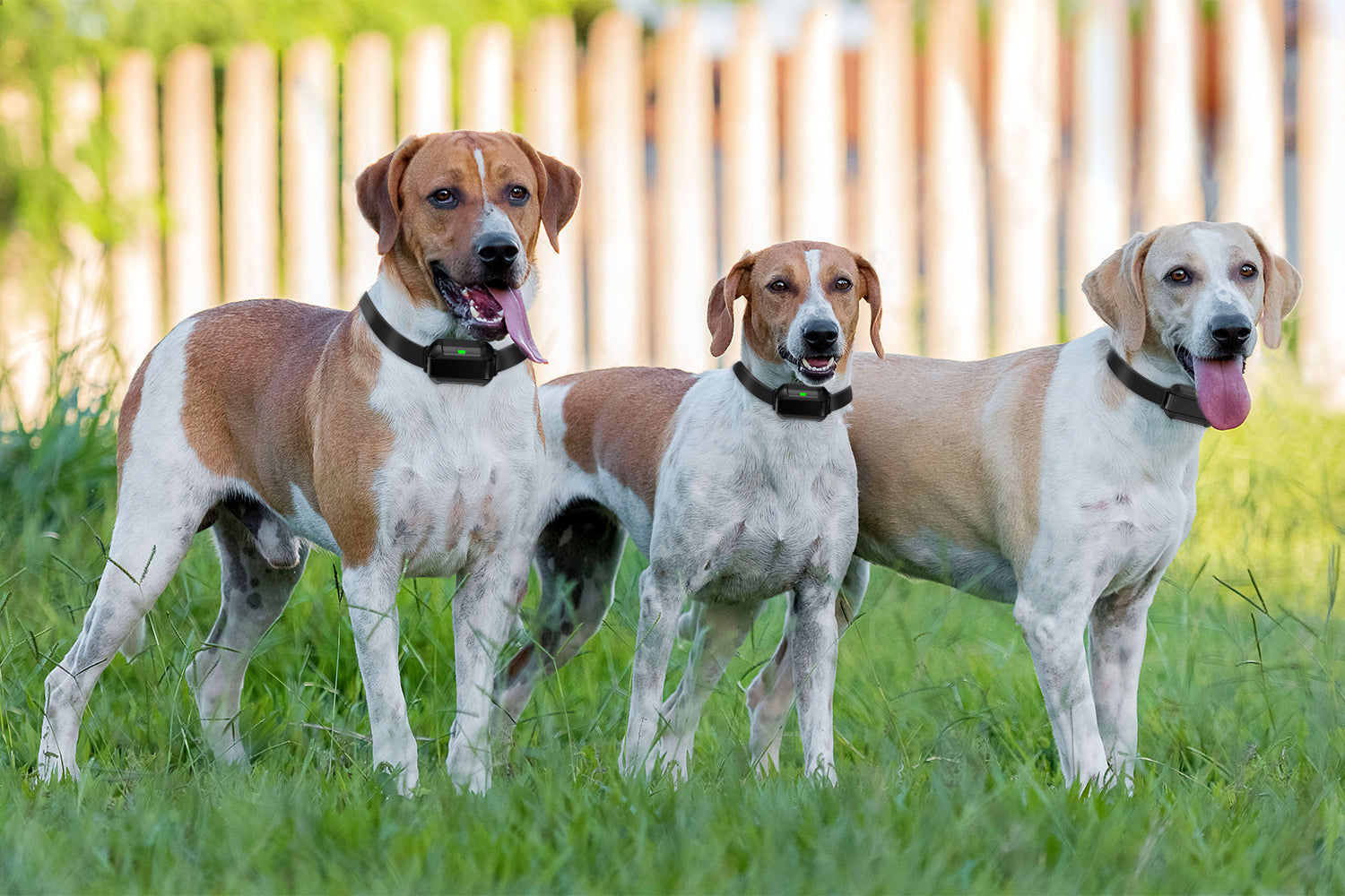 Support Up to 3 Dogs