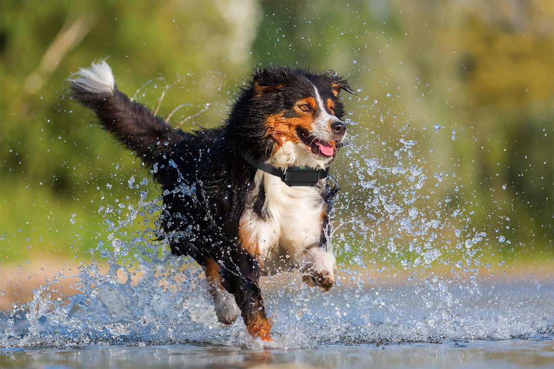 How to Train a Dog: Proven Methods, Smart Tools &amp; Real-World Tips