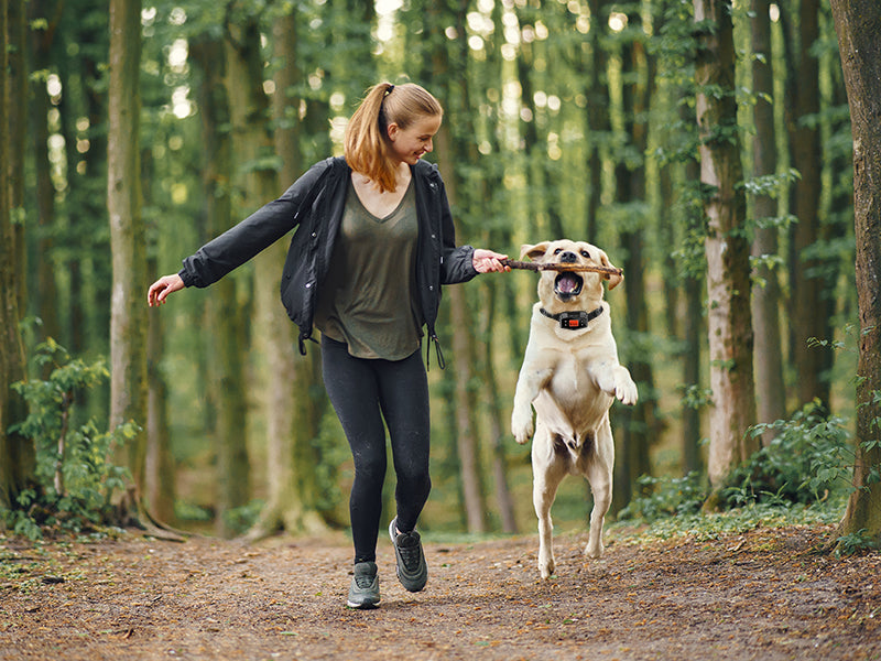How Does GPS Wireless Dog Fence Work?