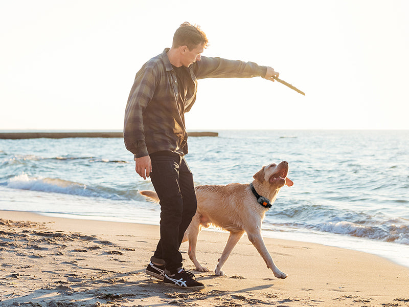 Do Wireless Fences Work for Big Dogs? The Truth Every Pet Parent Should Know