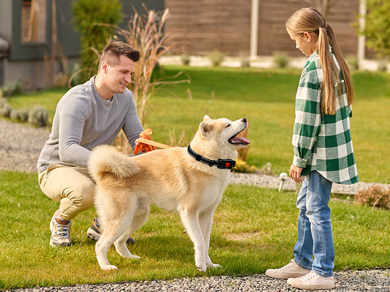 How Does a Wireless Dog Fence Work? A Complete Guide for Dog Owners