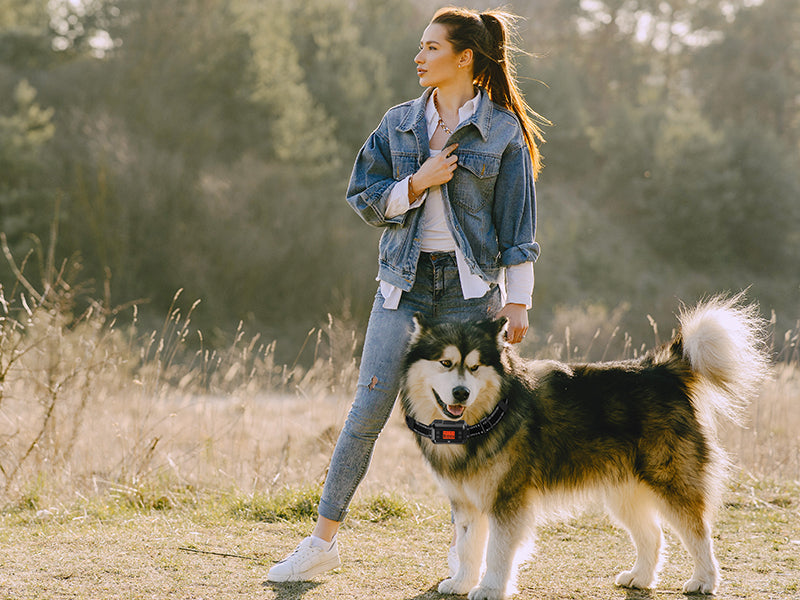 Are All Wireless Dog Training Collars Waterproof?