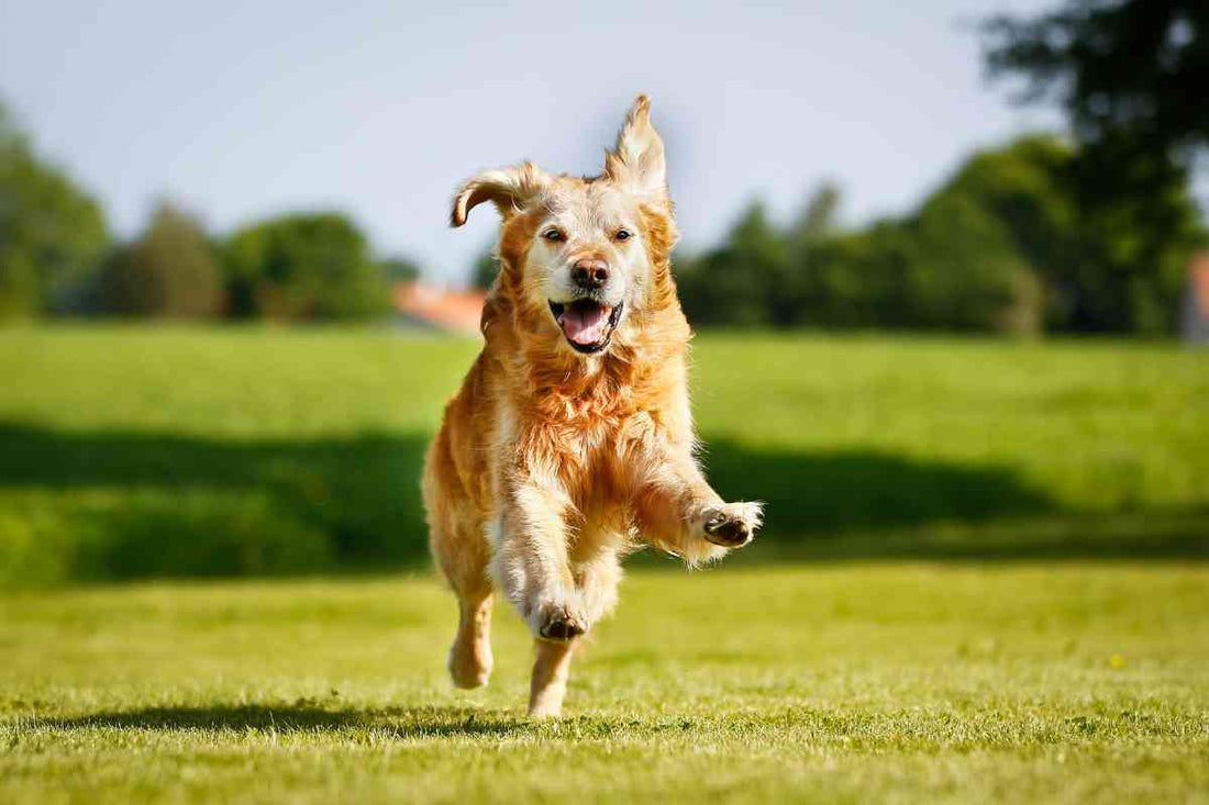 Are Invisible Fences Harmful to Dogs? What Experts Say