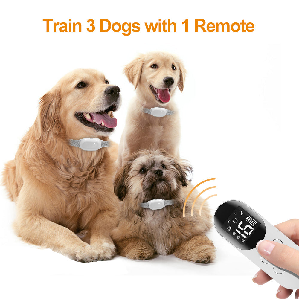 Train 3 Dogs with 1 Remote