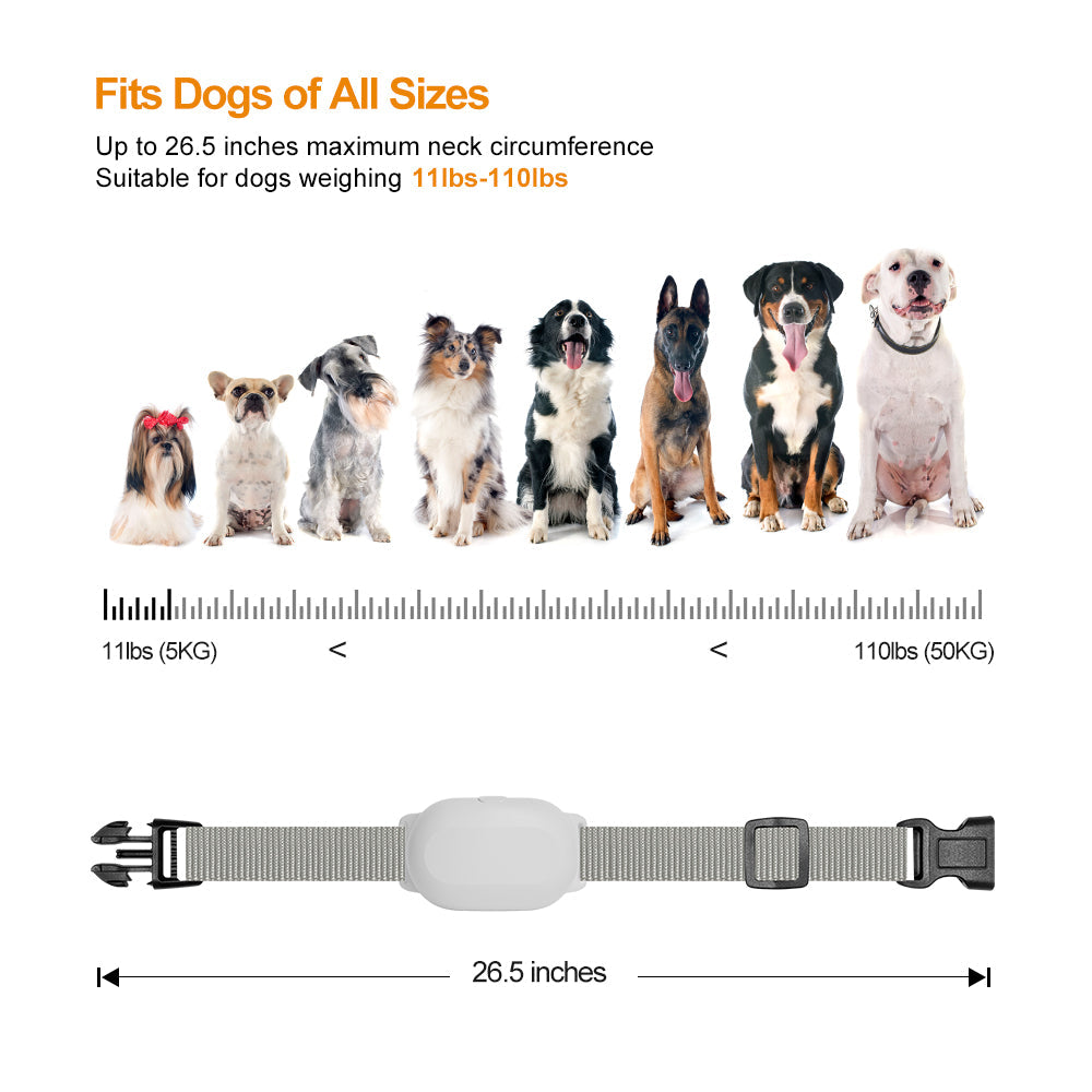 Fits Dogs of All Sizes