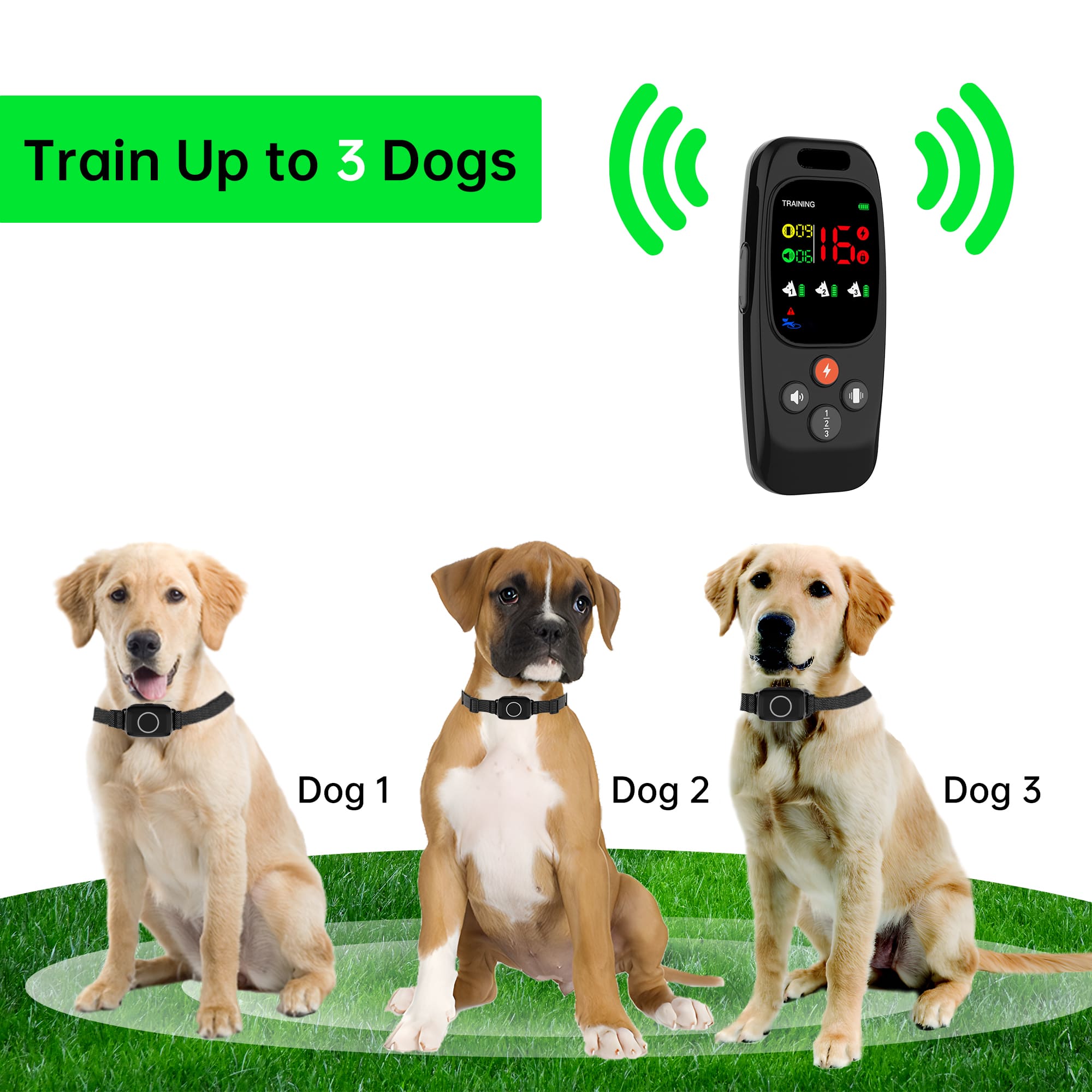 Train Up To 3 Dogs